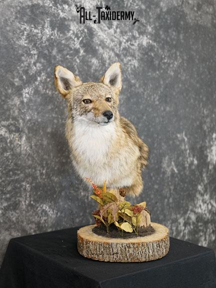 Coyote pedestal taxidermy shoulder mount SKU 2271 - Image 7