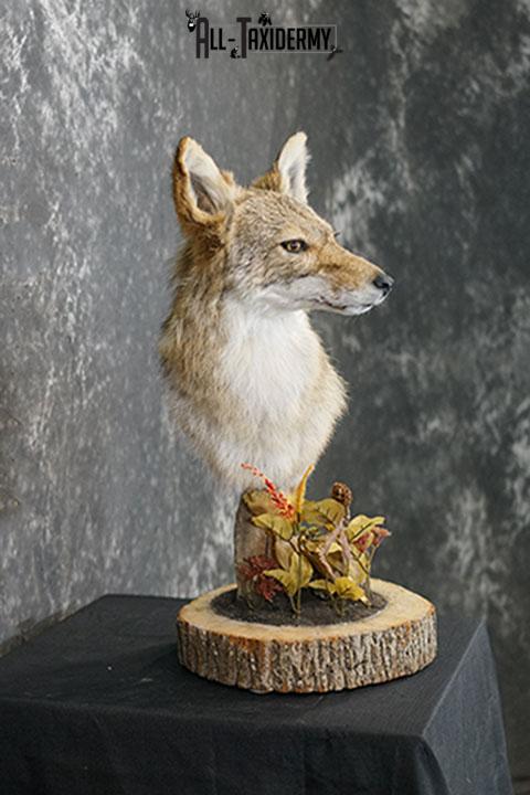 Coyote pedestal taxidermy shoulder mount SKU 2271 - Image 6
