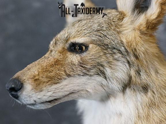 Coyote pedestal taxidermy shoulder mount SKU 2271 - Image 4
