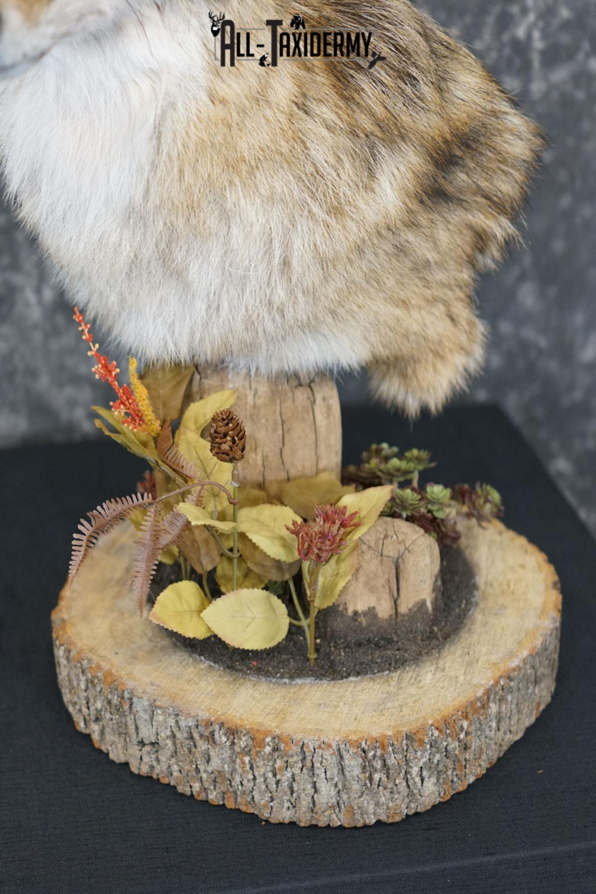 Coyote pedestal taxidermy shoulder mount SKU 2271 - Image 3
