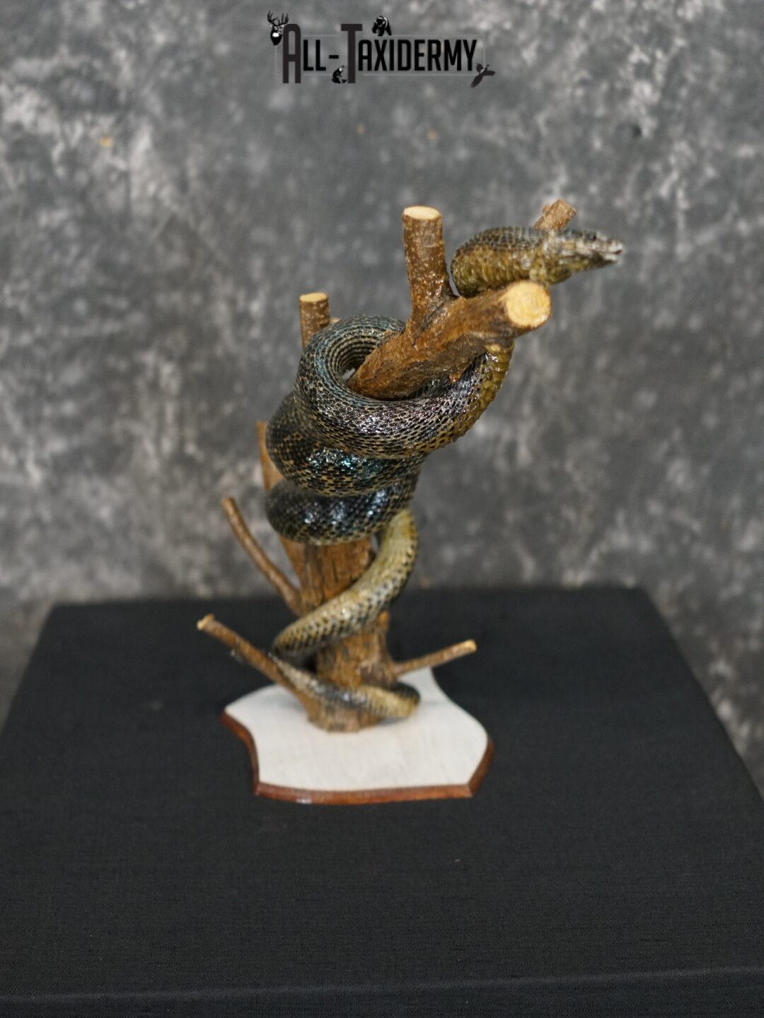 Eurasian Grass Snake taxidermy mount SKU 2267 - Image 2