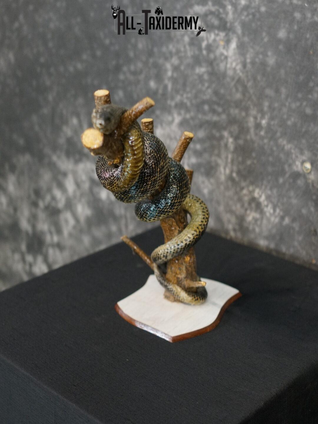 Eurasian Grass Snake taxidermy mount SKU 2267 - Image 12