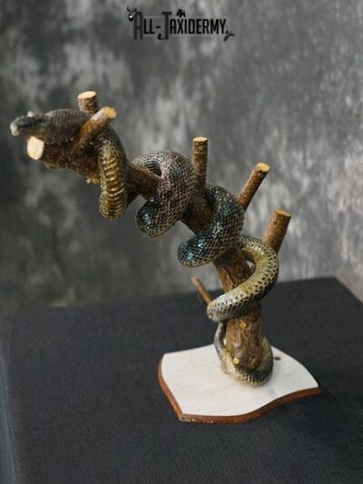 Eurasian Grass Snake taxidermy mount SKU 2267