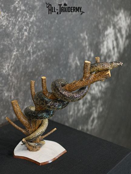 Eurasian Grass Snake taxidermy mount SKU 2267 - Image 10