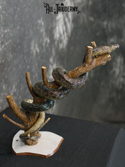 Eurasian Grass Snake taxidermy mount SKU 2267 - Image 9