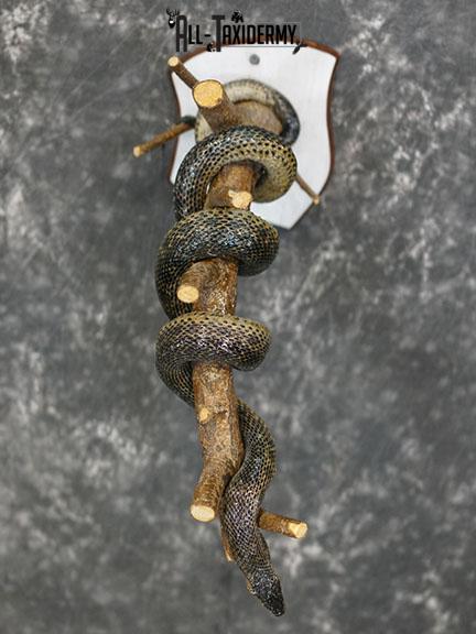 Eurasian Grass Snake taxidermy mount SKU 2267 - Image 8