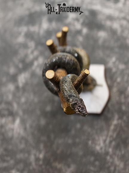 Eurasian Grass Snake taxidermy mount SKU 2267 - Image 7