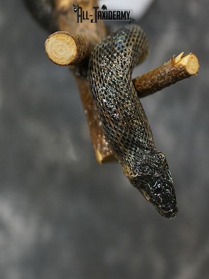 Eurasian Grass Snake taxidermy mount SKU 2267 - Image 6