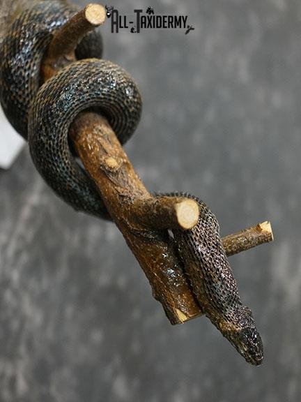 Eurasian Grass Snake taxidermy mount SKU 2267 - Image 5