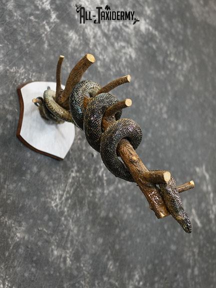 Eurasian Grass Snake taxidermy mount SKU 2267 - Image 4