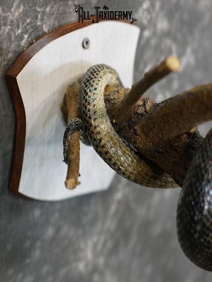 Eurasian Grass Snake taxidermy mount SKU 2267 - Image 3