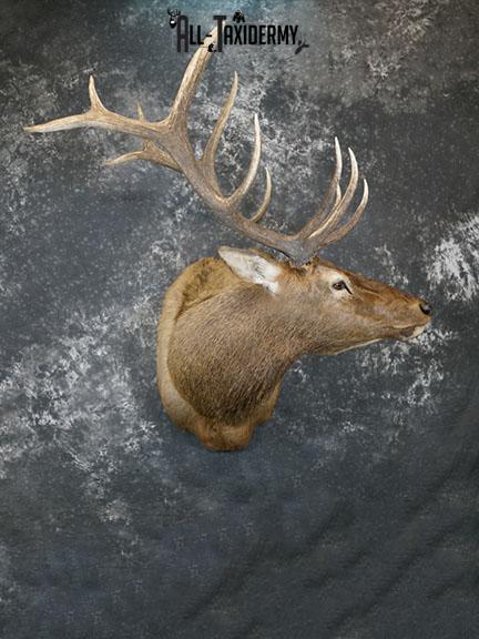 6 x 6 Elk taxidermy shoulder mount SKU 2250