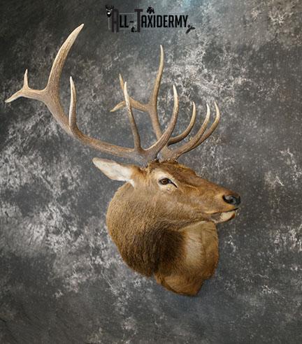 6 x 6 Elk taxidermy shoulder mount SKU 2250 - Image 2