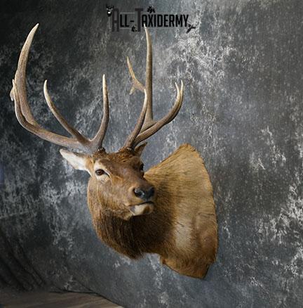 6 x 6 Elk taxidermy shoulder mount SKU 2250 - Image 8