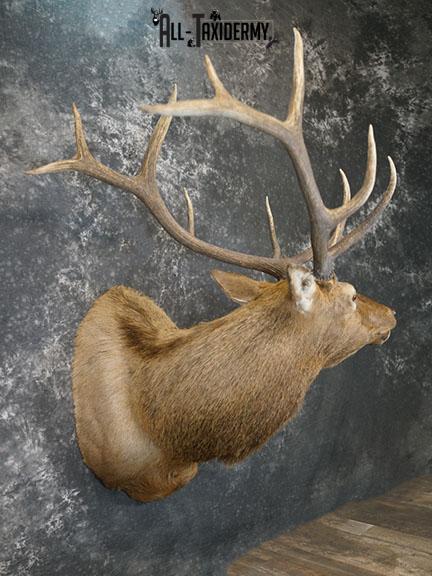 6 x 6 Elk taxidermy shoulder mount SKU 2250 - Image 7