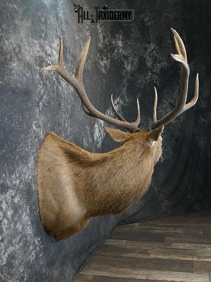 6 x 6 Elk taxidermy shoulder mount SKU 2250 - Image 6