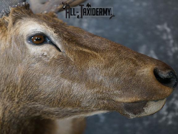 6 x 6 Elk taxidermy shoulder mount SKU 2250 - Image 5