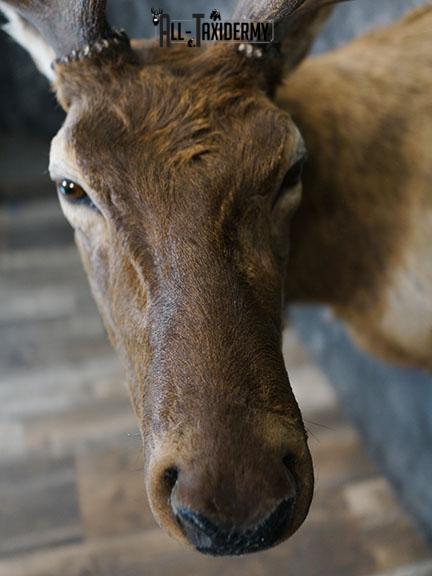 6 x 6 Elk taxidermy shoulder mount SKU 2250 - Image 4