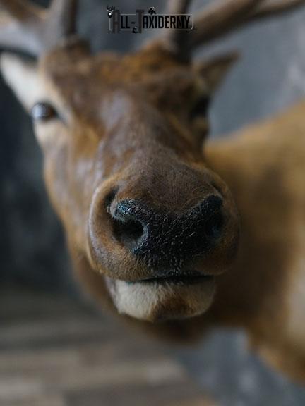 6 x 6 Elk taxidermy shoulder mount SKU 2250 - Image 3