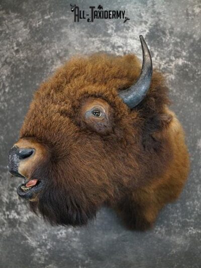 Bison taxidermy shoulder mount SKU 2269