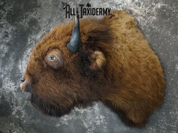 Bison taxidermy shoulder mount SKU 2269 - Image 2