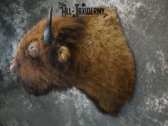 Bison taxidermy shoulder mount SKU 2269 - Image 10