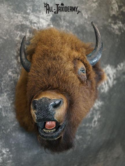 Bison taxidermy shoulder mount SKU 2269 - Image 9
