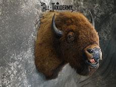 Bison taxidermy shoulder mount SKU 2269 - Image 8