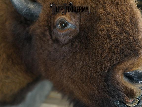 Bison taxidermy shoulder mount SKU 2269 - Image 7