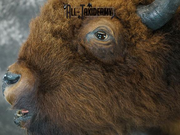 Bison taxidermy shoulder mount SKU 2269 - Image 6