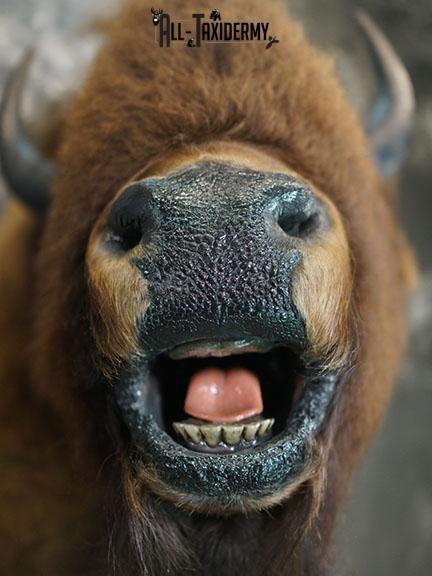 Bison taxidermy shoulder mount SKU 2269 - Image 5