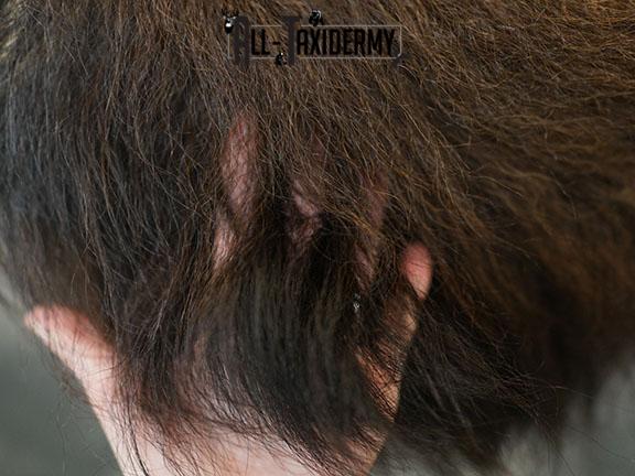 Bison taxidermy shoulder mount SKU 2269 - Image 4