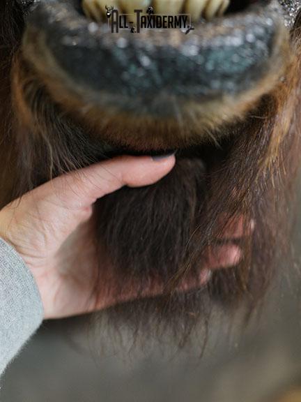 Bison taxidermy shoulder mount SKU 2269 - Image 3