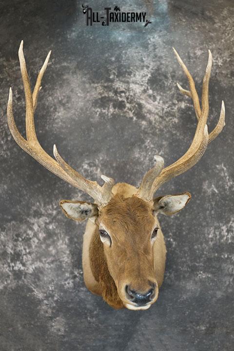 6x6 Rocky Mountain Elk taxidermy shoulder mount SKU 2315 - Image 2