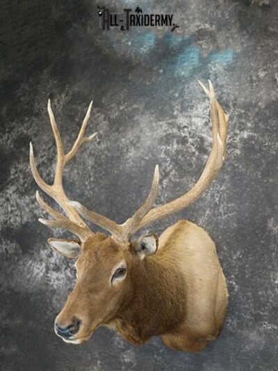 6x6 Rocky Mountain Elk taxidermy shoulder mount SKU 2315