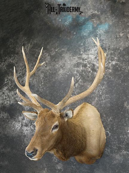 6x6 Rocky Mountain Elk taxidermy shoulder mount SKU 2315