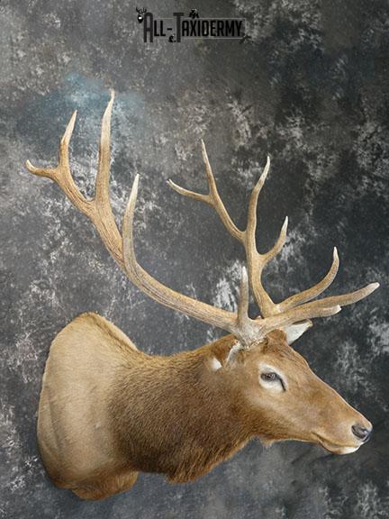 6x6 Rocky Mountain Elk taxidermy shoulder mount SKU 2315 - Image 7