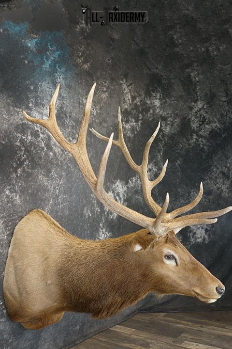 6x6 Rocky Mountain Elk taxidermy shoulder mount SKU 2315 - Image 6