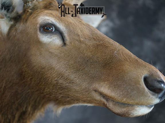 6x6 Rocky Mountain Elk taxidermy shoulder mount SKU 2315 - Image 5