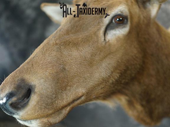 6x6 Rocky Mountain Elk taxidermy shoulder mount SKU 2315 - Image 4