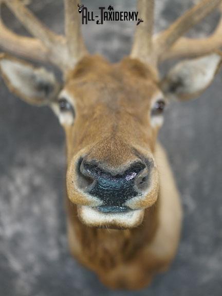 6x6 Rocky Mountain Elk taxidermy shoulder mount SKU 2315 - Image 3