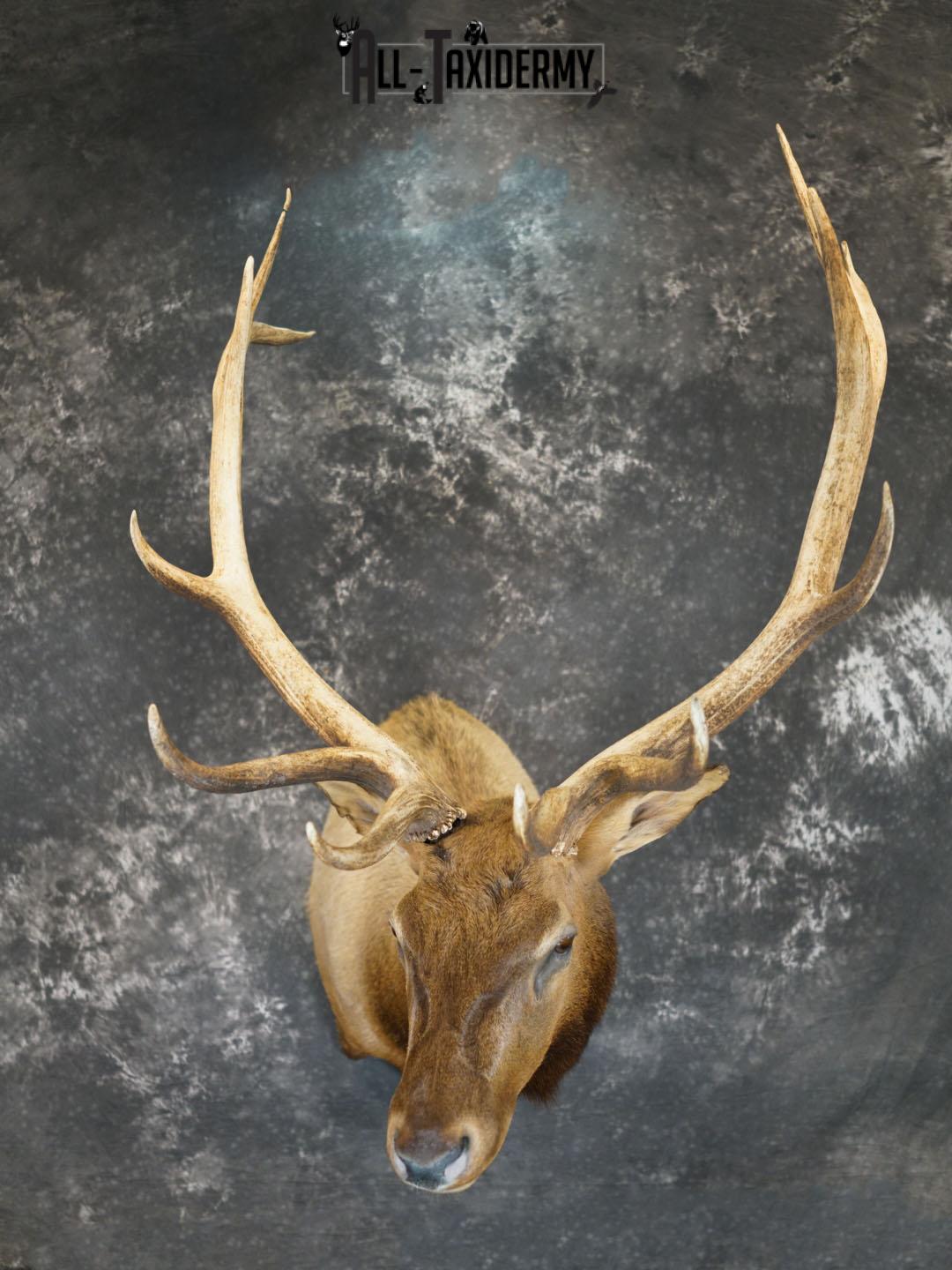 7x6 Elk taxidermy shoulder mount SKU 2333 - Image 2