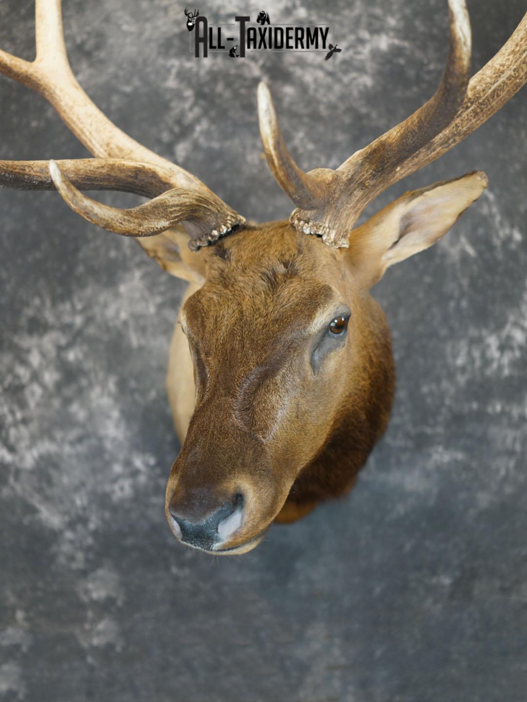 7x6 Elk taxidermy shoulder mount SKU 2333 - Image 13