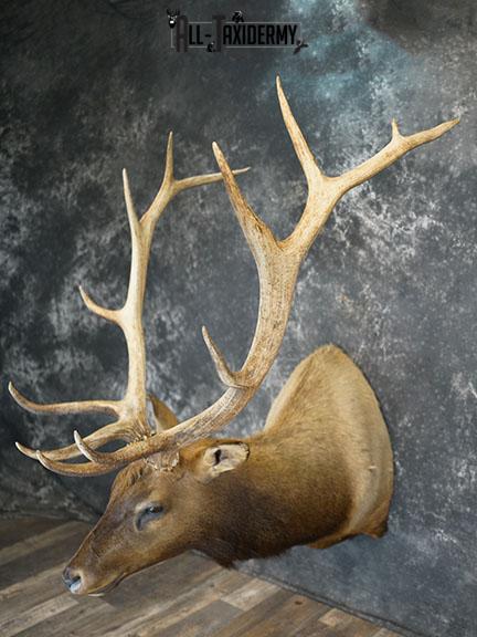 7x6 Elk taxidermy shoulder mount SKU 2333