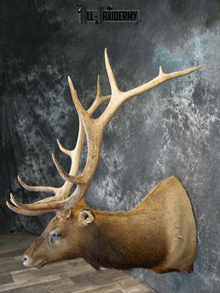 7x6 Elk taxidermy shoulder mount SKU 2333 - Image 11