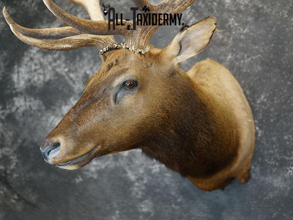 7x6 Elk taxidermy shoulder mount SKU 2333 - Image 10