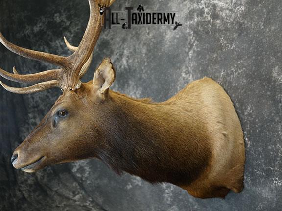 7x6 Elk taxidermy shoulder mount SKU 2333 - Image 9
