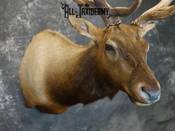 7x6 Elk taxidermy shoulder mount SKU 2333 - Image 8