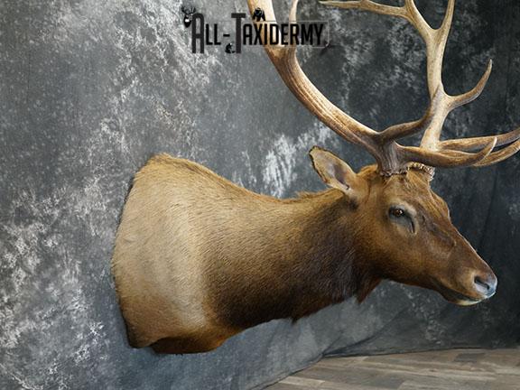 7x6 Elk taxidermy shoulder mount SKU 2333 - Image 7