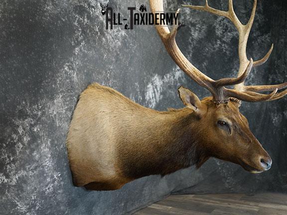 7x6 Elk taxidermy shoulder mount SKU 2333 - Image 6